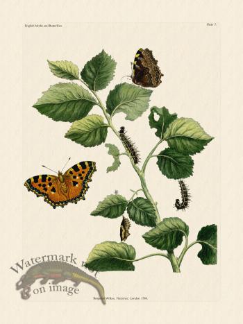 Wilkes Butterflies 007